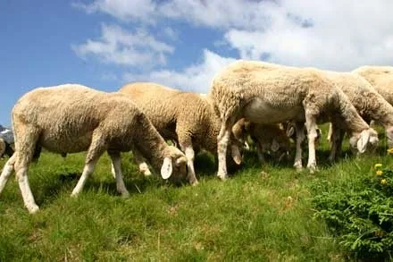 Un fermier din Galați și-a găsit oile otrăvite. Poliția face anchetă