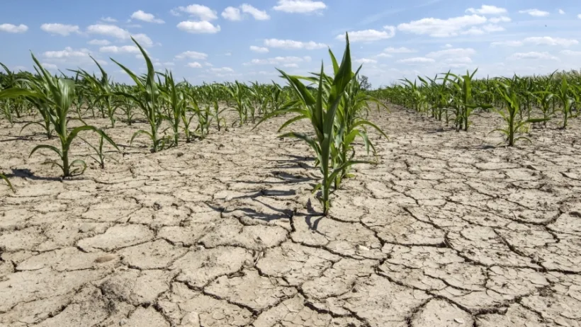 Alianţa pentru Agricultură şi Cooperare: Agricultorii solicită plata despăgubirilor pentru secetă în perioada 5-20 august