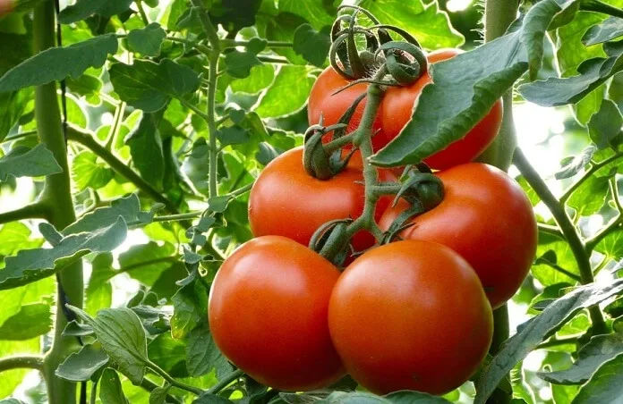Scandal la Galați. Fermierii susțin că au fost dezinformați de directorul Direcției Agricole