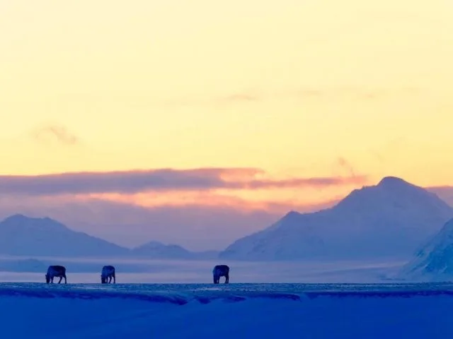 Tundra siberiană se topește din cauza temperaturilor în creștere