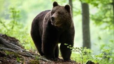 Ministrul Mediului: Nu putem garanta nimănui care merge prin pădure că nu se va întâlni cu un animal sălbatic