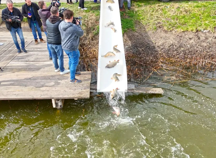 Vești bune pentru pescari. Costel Fotea: Balta Zătun a fost repopulată cu pește