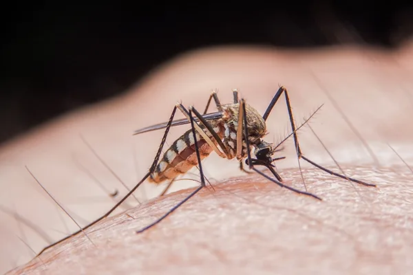 West Nile în România: 43 de cazuri confirmate sau probabile, potrivit INSP
