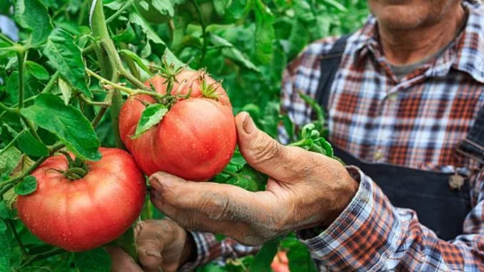 PSD acuză Ministerul Agriculturii că legumicultorii care au accesat Programul Tomata primesc subvenţii mai mici faţă de cele promise