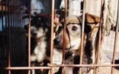 Verificări la un adăpost de câini din Giurgiu, unde ar fi fost ucise mai multe animale; sesizarea nu s-a confirmat