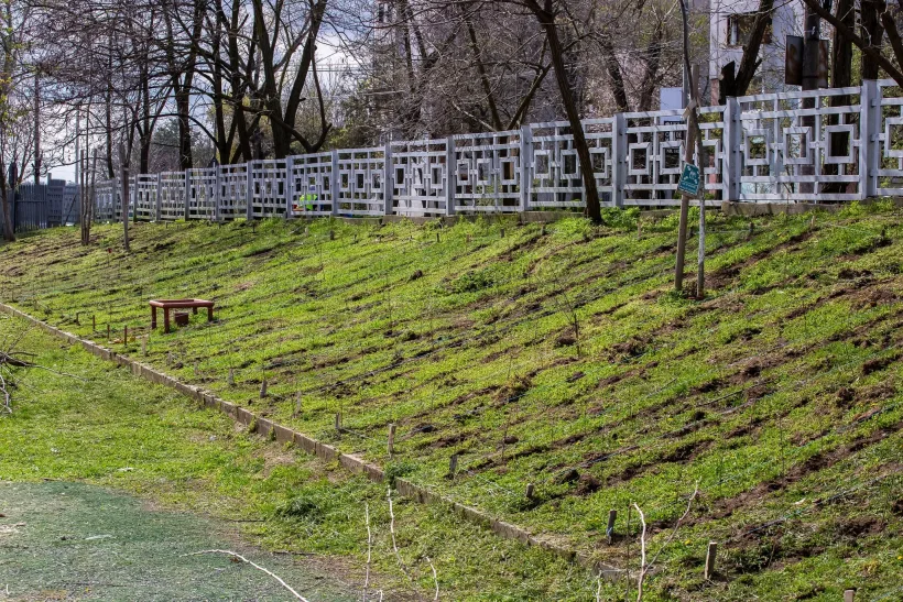 Patru păduri urbane prind contur la Galați. Aproape 200.000 de puieți plantați în oraș