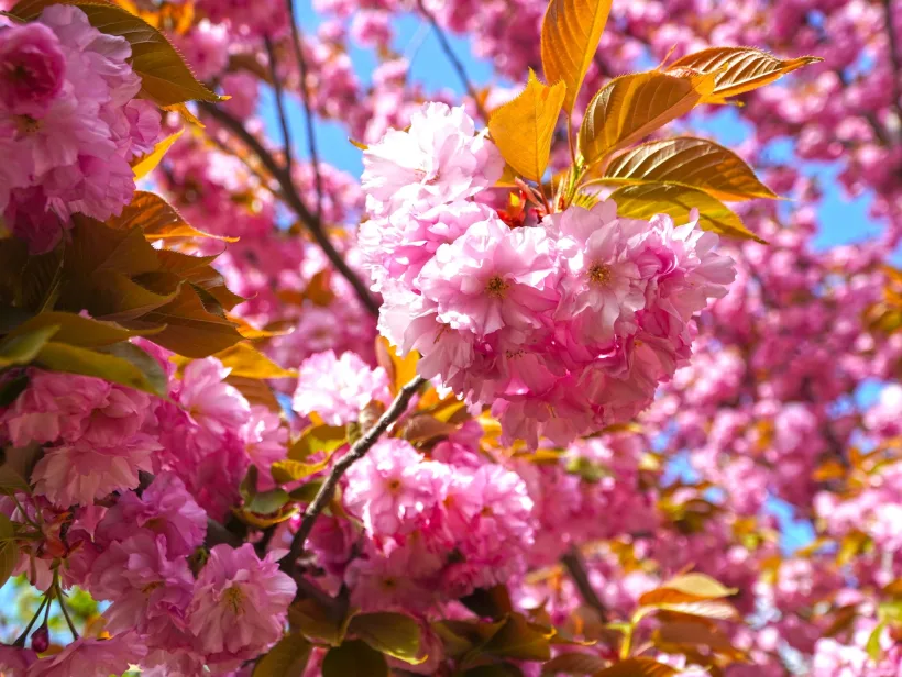 Spectacolul naturii: cireșii japonezi au înflorit la Grădina Botanică din Galați