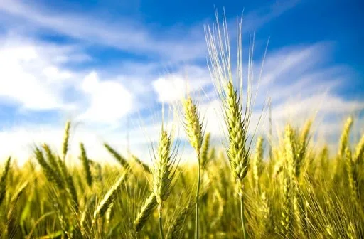 Agenţia de Plăţi şi Intervenţie pentru Agricultură: Cererile unice de plată aferente Campaniei 2020 vor putea fi depuse online