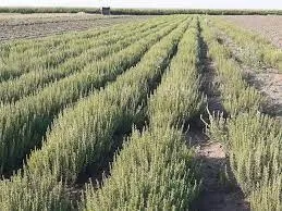 Agricultorii care vor cultiva cimbru şi busuioc vor putea primi în acest an un sprijin financiar de 3.400 de euro/hectar