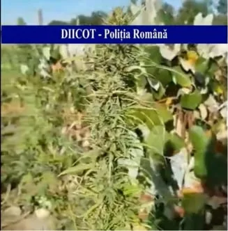 Din lipsă de apă poate udau canabisul la Dunăre!