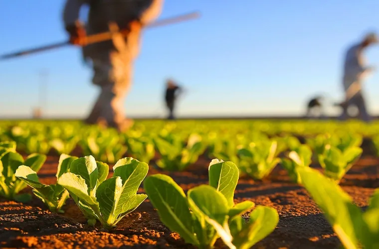 Ministrul Agriculturii şi Dezvoltării Rurale: 'Toate lucrările de irigaţii care s-au făcut prost, nu o să le plătim'