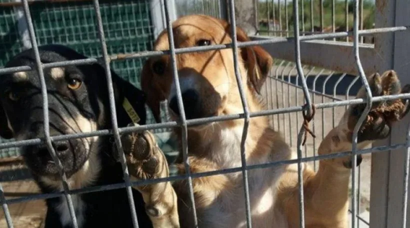 Câți căței au fost adoptați de gălățeni din padocul Ecosal