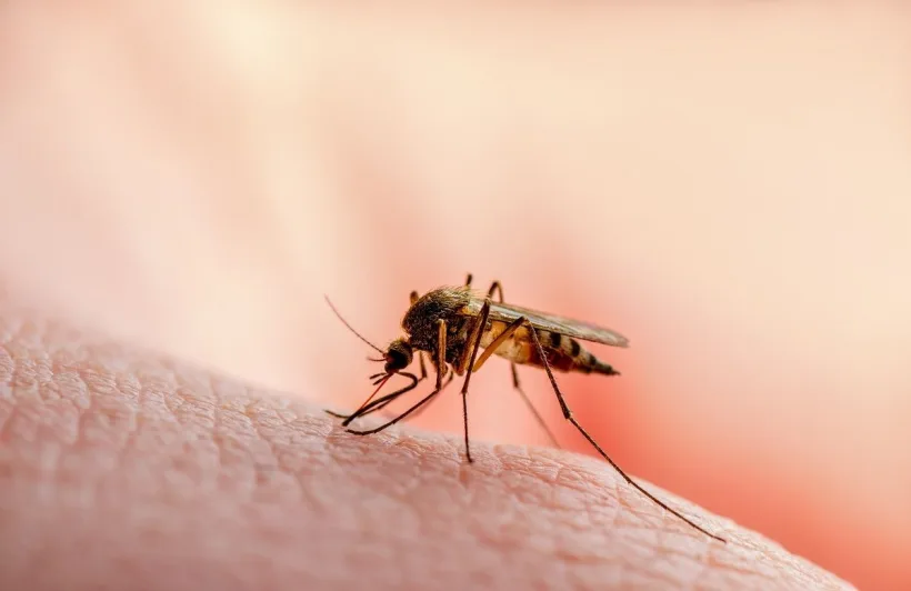 Primul deces din cauza infecției cu virusul West Nile în România!