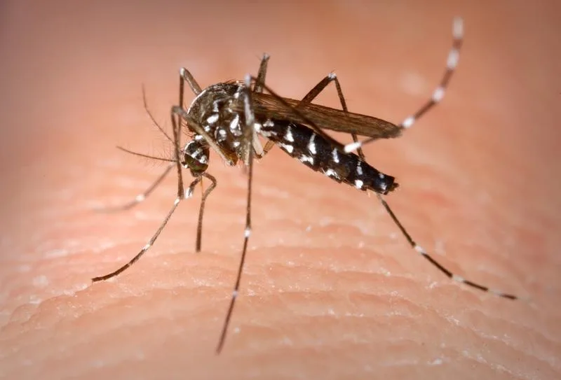 Virusul West Nile a mai făcut o victimă în România