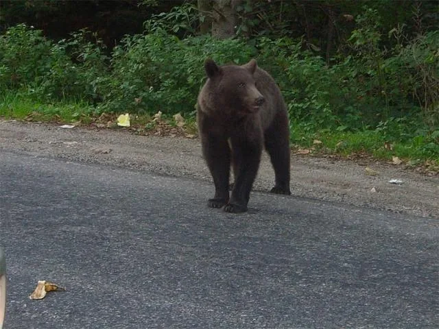 Joaca cu ursul nu mai ţine, a fost de sărbători