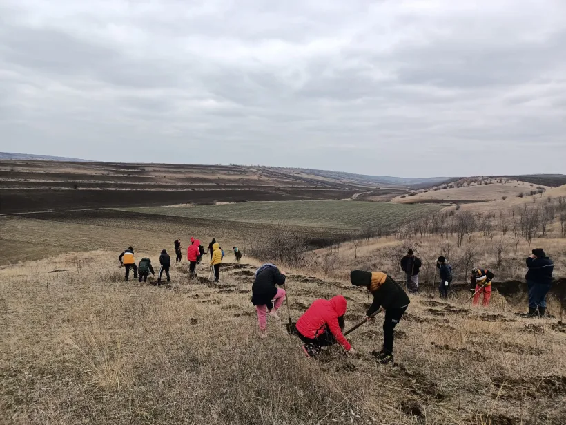 ANIF continuă plantările de puieți de salcâm în județul Galați