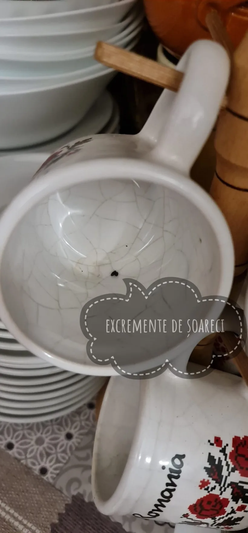 Restaurant din Galați, închis după ce în veselă s-au găsit excremente de la șoareci
