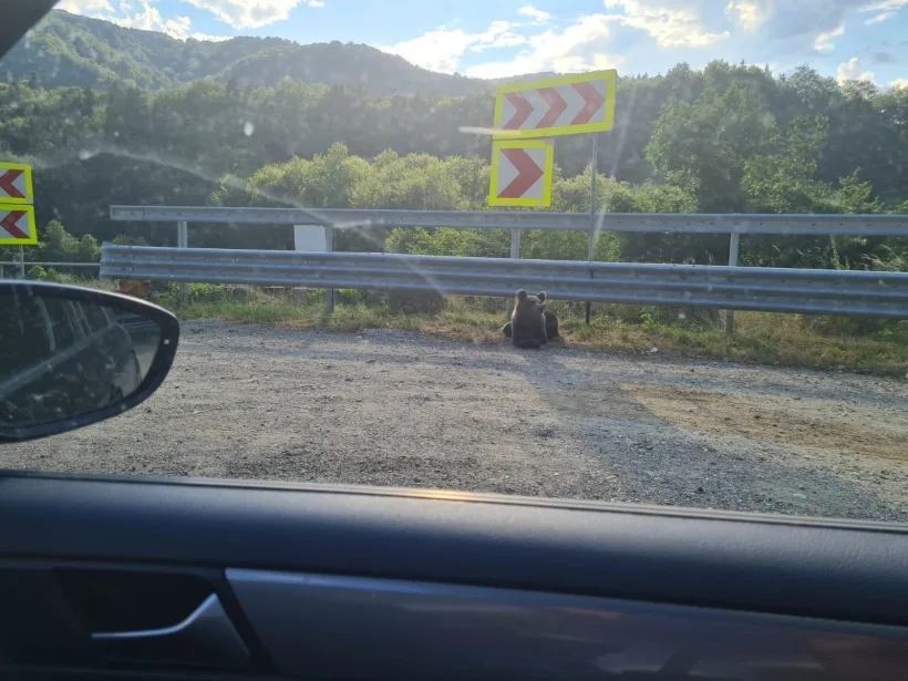 CNAIR: Urșii, un pericol în trafic