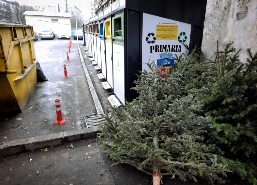 La Galați, brazii de Crăciun se reîntorc în natură