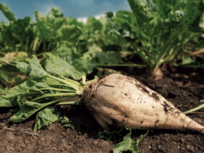 Județele în care semințele de porumb, floarea-soarelui și sfeclă de zahăr sunt tratate cu pesticide interzise în Uniunea Europeană
