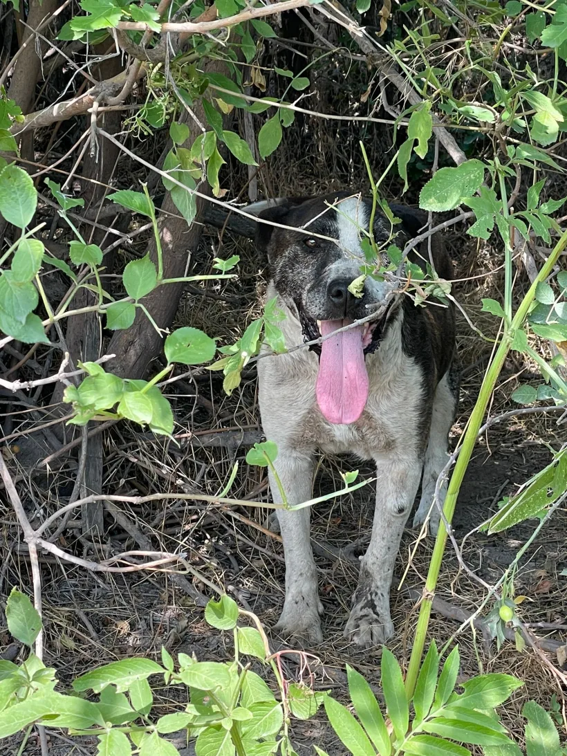 Caz de rele tratamente față de animale: câine abandonat pe un câmp, în soare