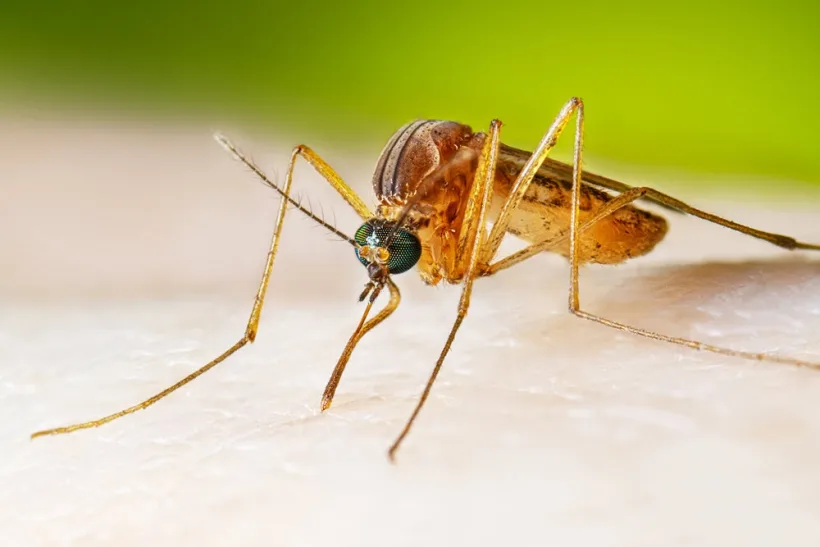 Primul caz de infectare cu virus West Nile în judeţul Galaţi